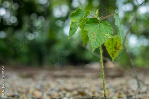 Small Bodhi tree on stone ground in Asia.(Selective focus)