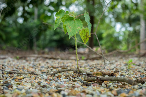 Small Bodhi tree on stone ground in Asia.(Selective focus) photo