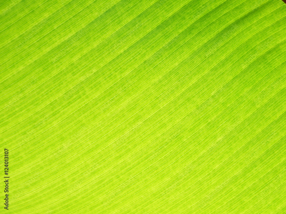 Banana leaf background with lines Banana leaf background with lines