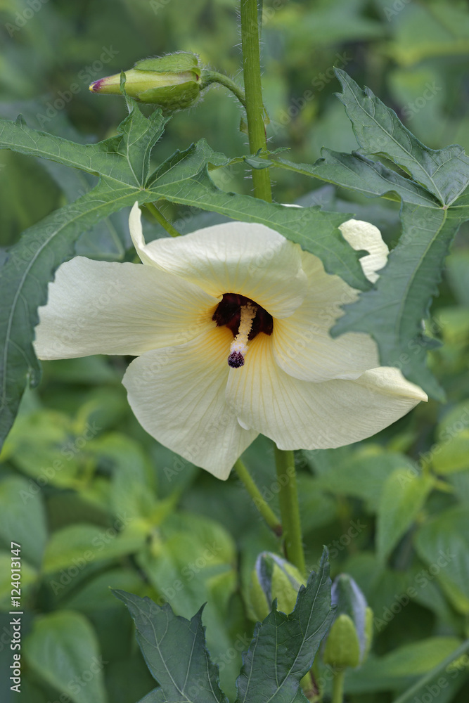 Aibika (Abelmoschus manihot). Called Sunset Muskmallow and Sunset Hibiscus  also. Another scientific name is Hibiscus manihot. Stock-Foto | Adobe Stock