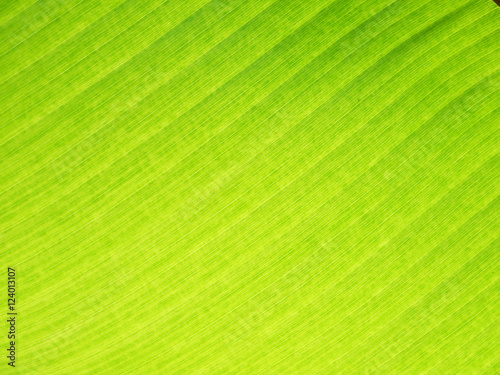 Banana leaf background with lines