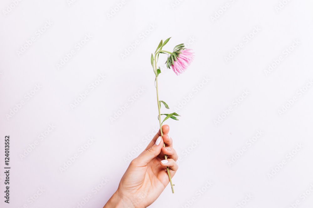 Pink flower in female hand with white manicure on a light backgr Pink flower in female hand with white manicure on a light backgr