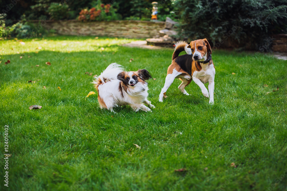 Two dogs beagle and papillon playing in the yard in summer.