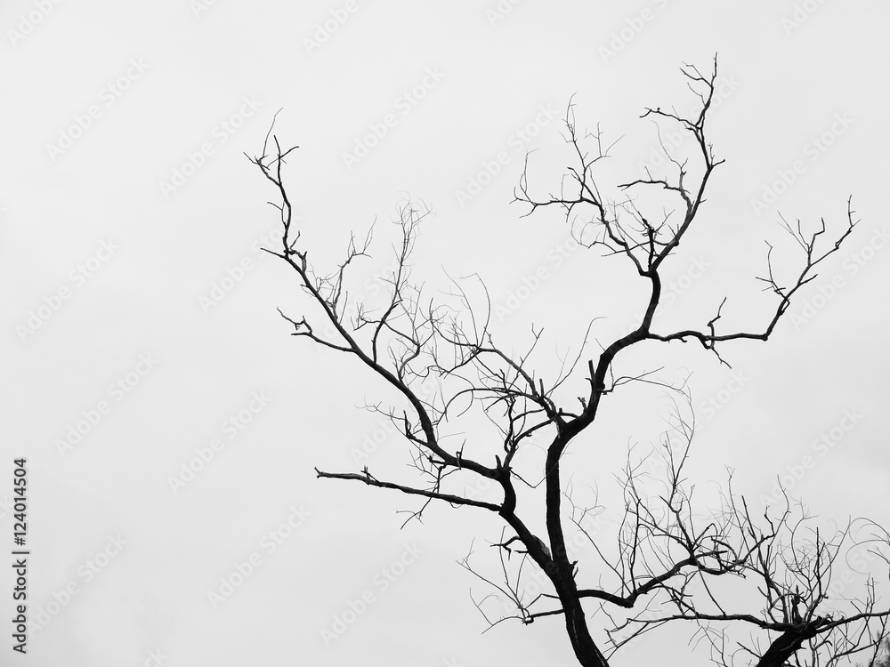 Obraz premium Silhouette dry tree