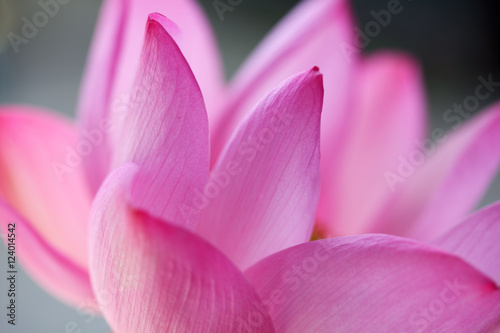 close up of lotus flower