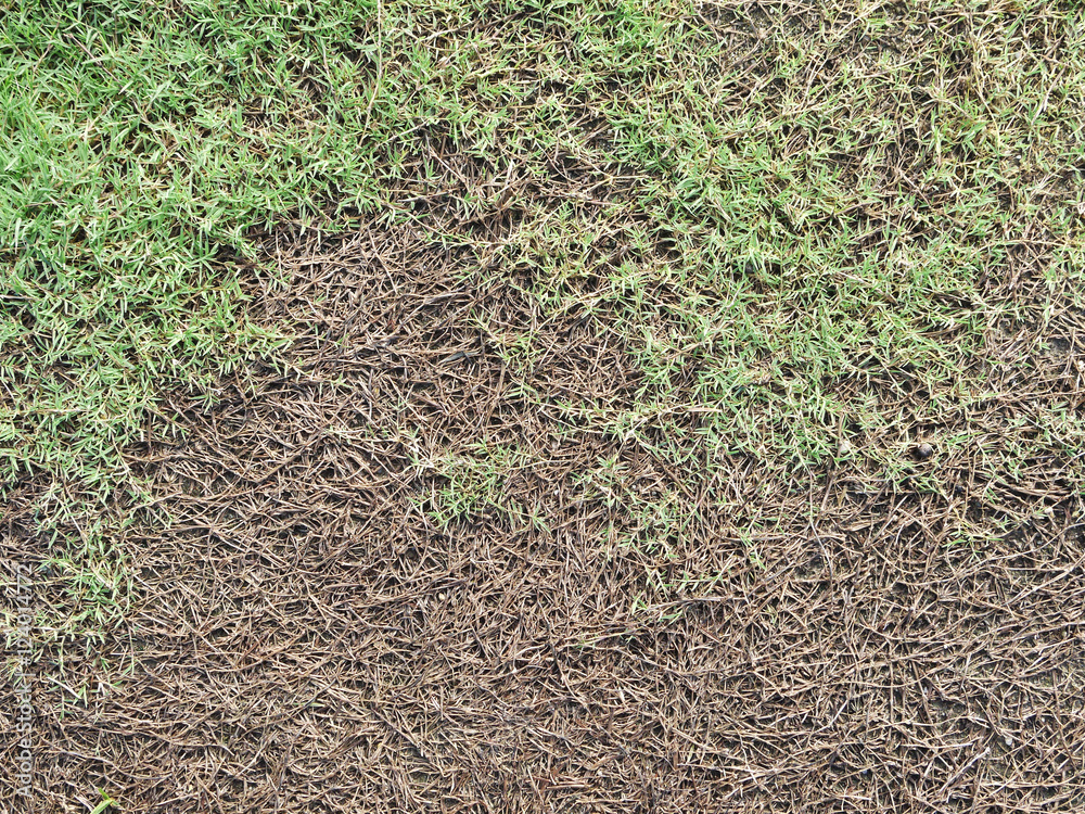 Green grass and Dry grass Green grass and Dry grass