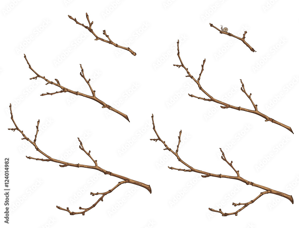 Naklejka premium tree branches
