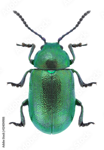 Beetle Gastrophysa viridula on a white background