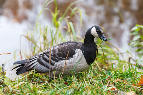 Bird - Canada goose © Anna Pakutina