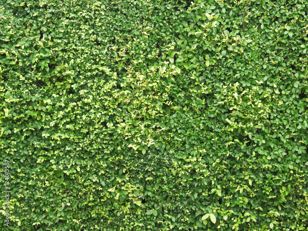 Ornamental shrubs ,Wall shrubs background Ornamental shrubs ,Wall shrubs background