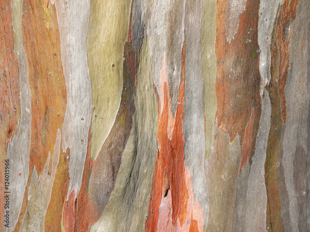 Colorful abstract pattern of old Eucalyptus tree bark - obrazy, fototapety, plakaty 