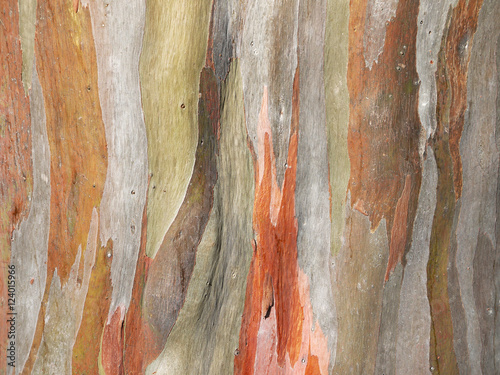 Colorful abstract pattern of old Eucalyptus tree bark photo