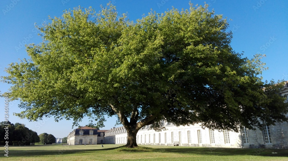 Corderie royale Rochefort Tree