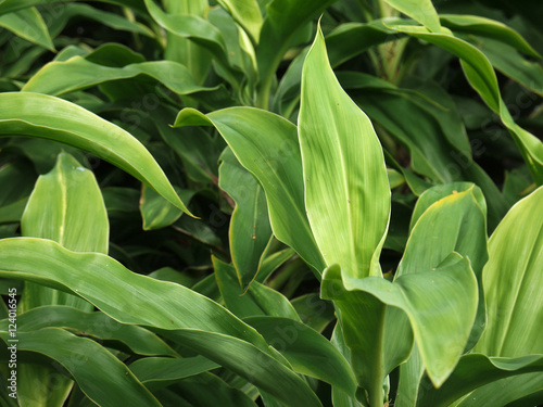 Green leave cordyline(Cordyline terminalis cv. tricolor)