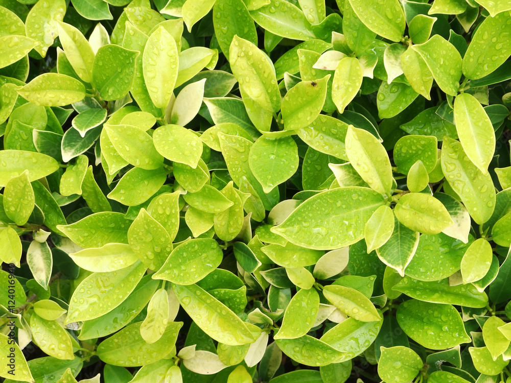 green leaf bush green leaf bush