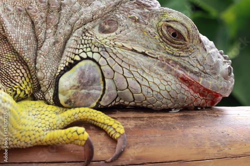 The head and claws of iguana