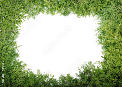 fir branches isolated