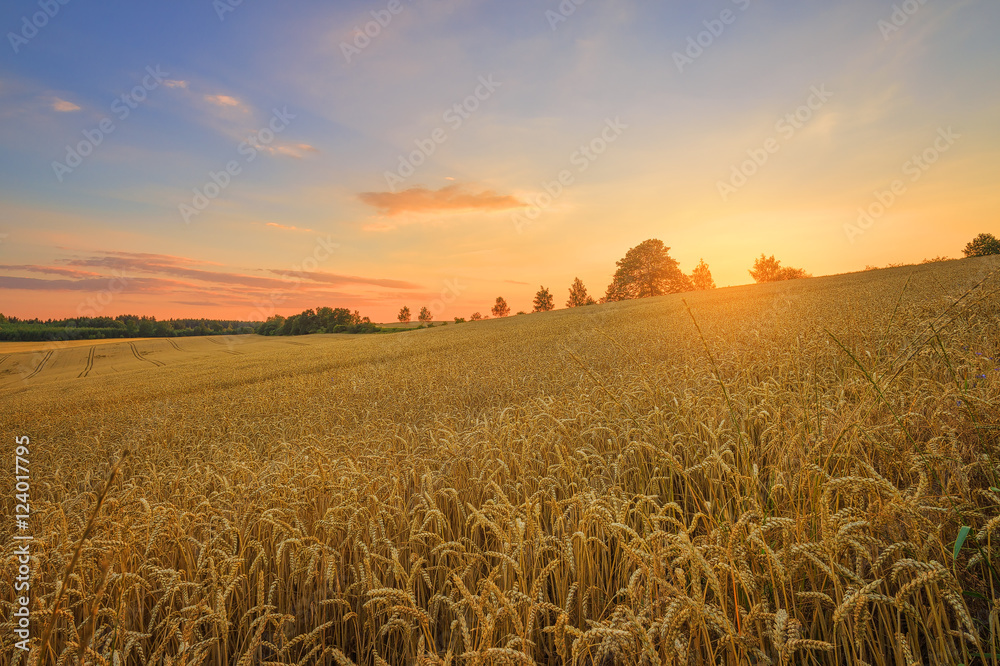 The Czech countryside. Wheat field at sunset.