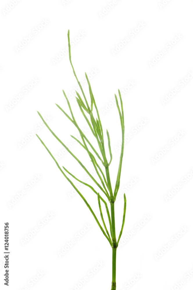 horsetail on a white background horsetail on a white background