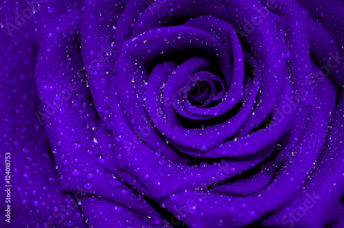 purple rose with rain droplets