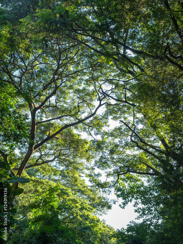 Tree branches and leaves background in sunlight Tree branches and leaves background in sunlight