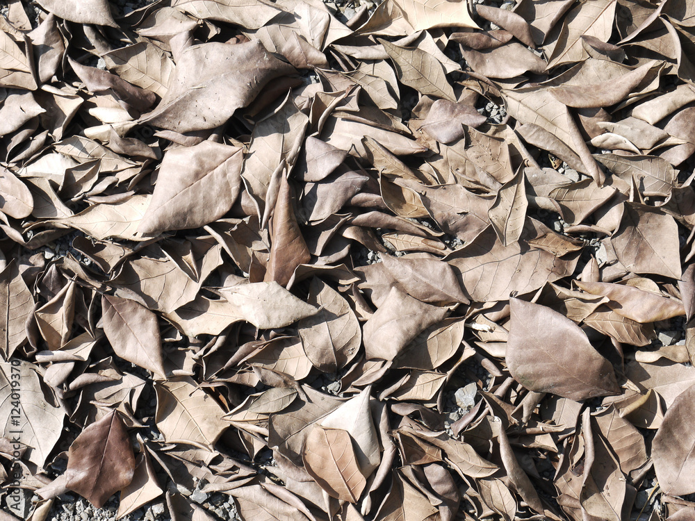 Brown fallen leaf laying on the ground Brown fallen leaf laying on the ground