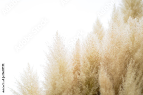 Pampas grass on isolated background