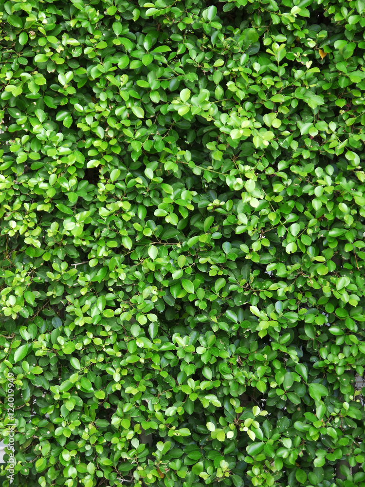 Ornamental shrubs ,Wall shrubs,bush background Ornamental shrubs ,Wall shrubs,bush background