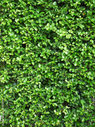 Ornamental shrubs ,Wall shrubs,bush background