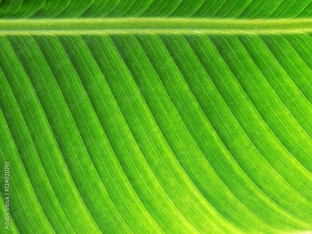Banana leaf background with lines Banana leaf background with lines