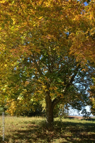 Herbstlicher farbige Baum 