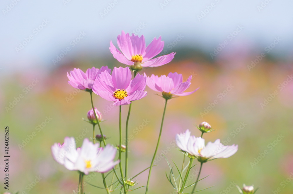 秋の花 コスモス 秋の花 コスモス