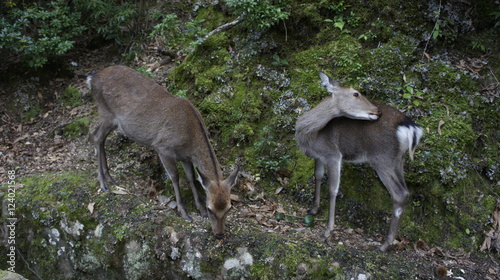 2 deer living in Miyajima