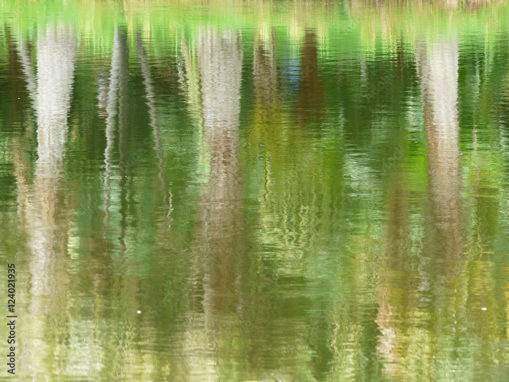 tree reflection river