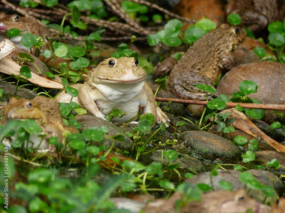 Fototapeta premium frog in nature