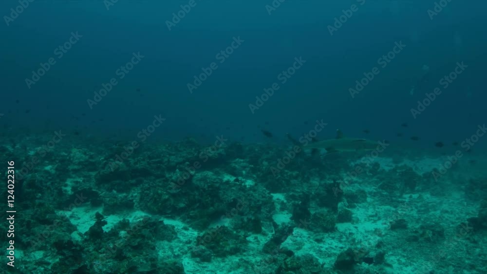 Coral reef with sandy areas, Whitetip Reef Shark and some divers in the background . 4k footage Coral reef with sandy areas, Whitetip Reef Shark and some divers in the background . 4k footage