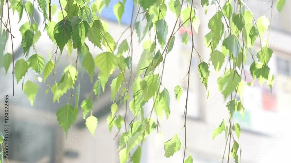 green birch leaves in the wind in summer green birch leaves in the wind in summer