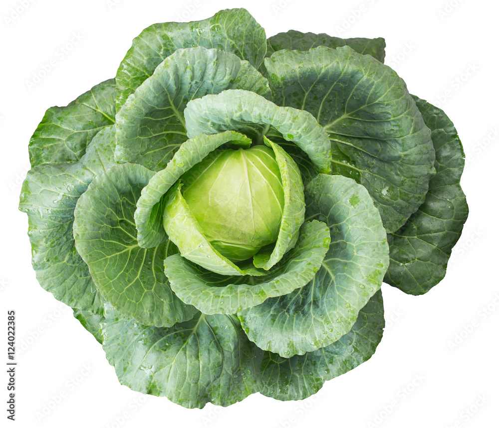 Fototapeta premium Top view of cabbage on white