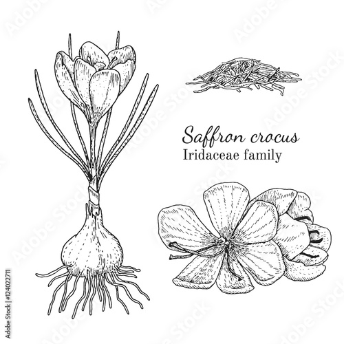 Ink saffron herbal illustration. Hand drawn botanical sketch style. Absolutely vector. Good for using in packaging - tea, condinent, oil etc - and other applications photo