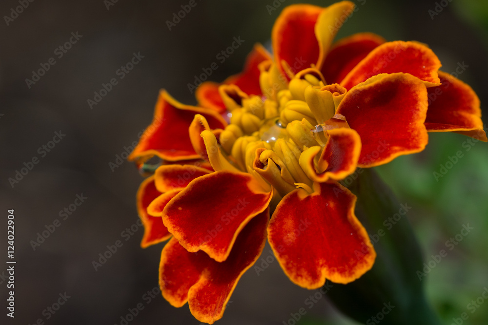 Fototapeta premium Macro Flower