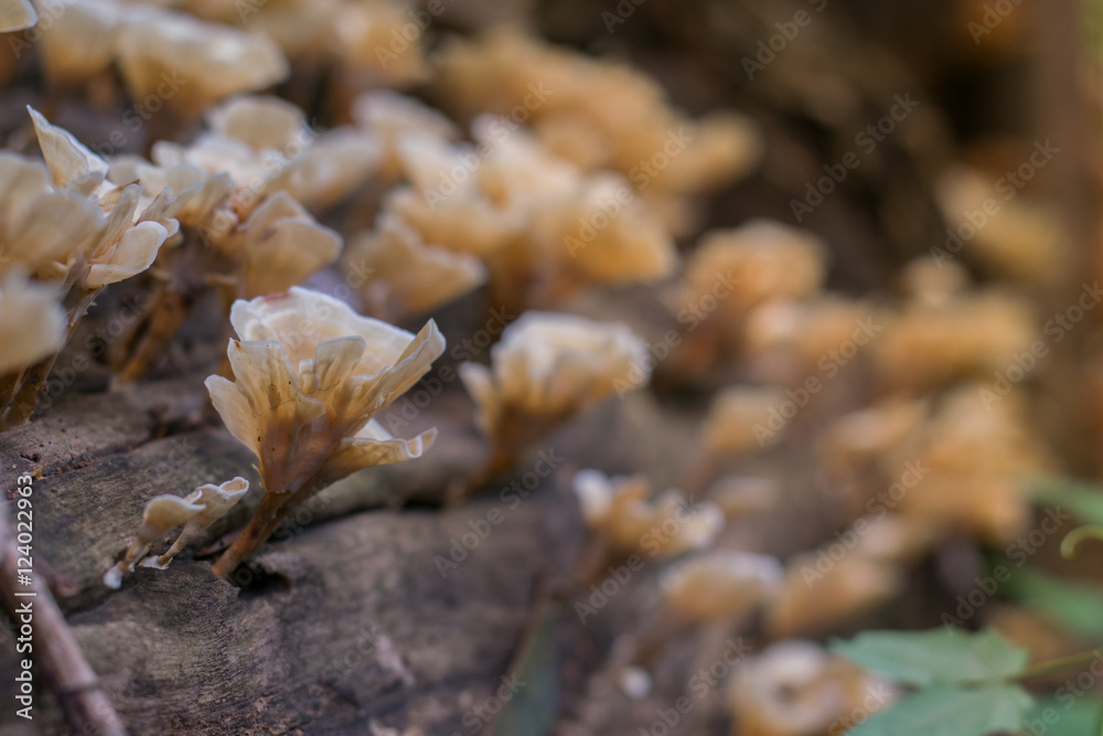 Wild mushroom on a tree.
Wild mushroom on a tree.