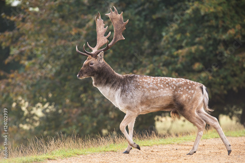 Fallow Deer, Deer, Dama dama photo