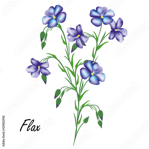 Flax (Linum usitatissimum, linseed). Hand drawn vector illustration of blue flax flowers on white background.