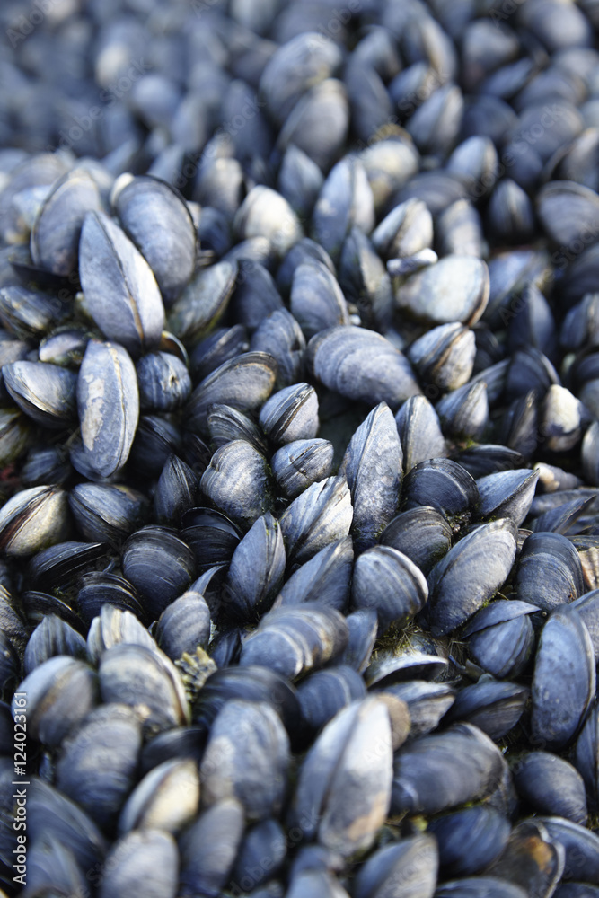 A whole page of clam shells background texture A whole page of clam shells background texture