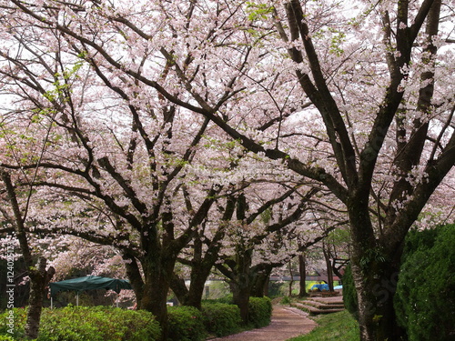 遊歩道に散る桜の花びら © ZuZu
