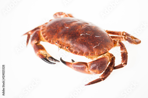 crabe frais sur un fond blanc