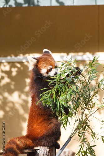 Red panda photo