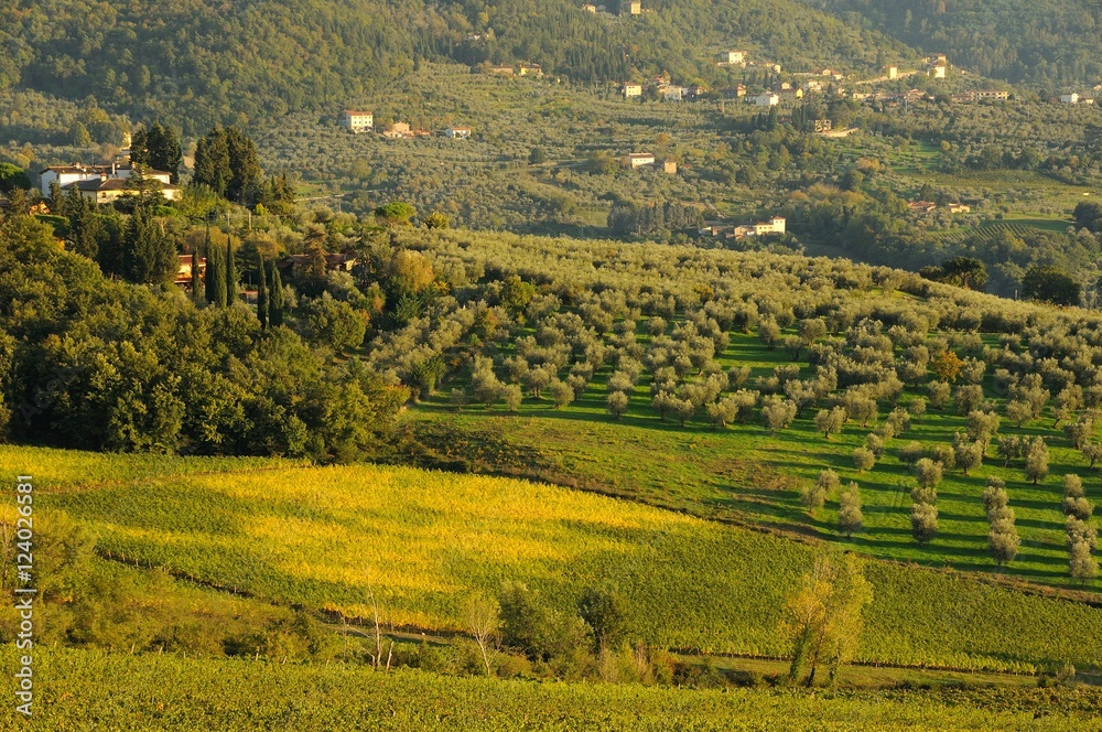beautiful view of vineyard in italy.