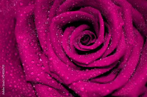 rose fuchsia with rain droplets