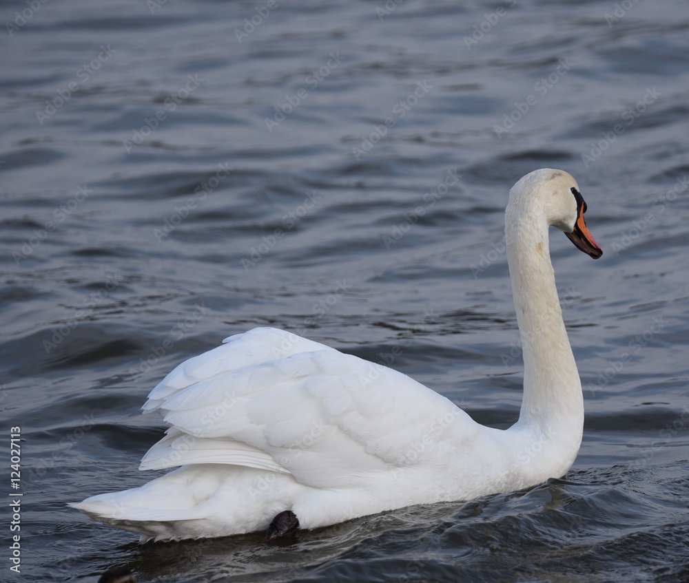 schwan im wasser schwan im wasser